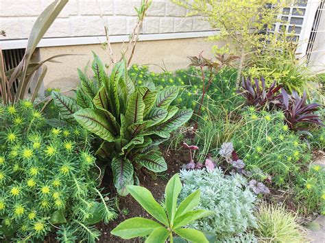 室外耐陰植物|日陰でも育つ屋外のおすすめ植物 